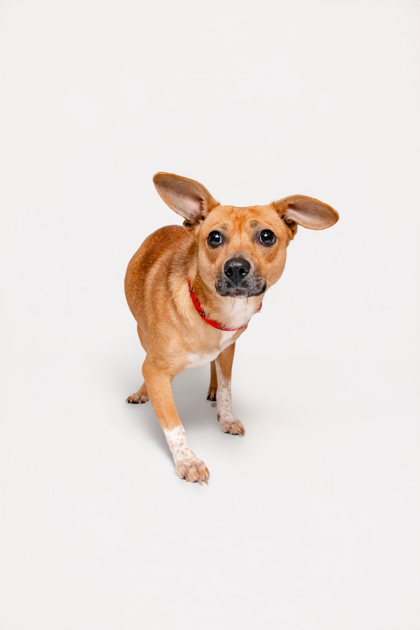 RIBOFLAVIN - Terrier / Mix available for adoption