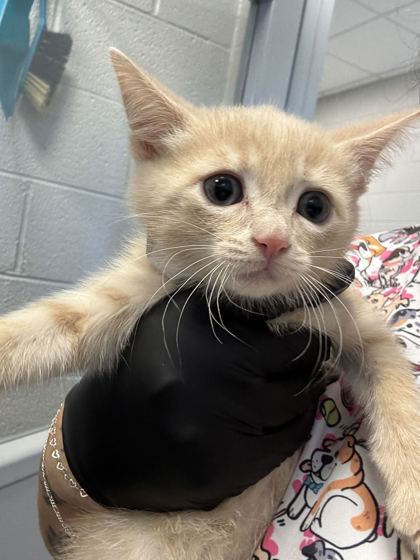 APRICOT - Domestic Shorthair / Mix available for adoption