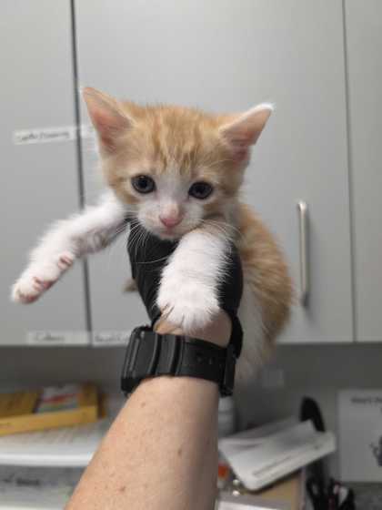 BOSTON - Domestic Shorthair / Mix available for adoption
