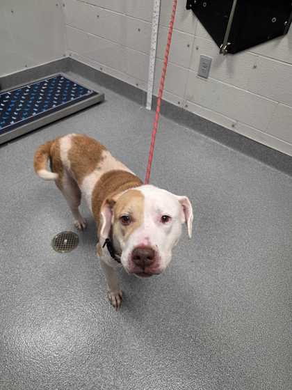 BELLA - Mixed Breed, Large (over 44 lbs fully grown) / Mix available for adoption