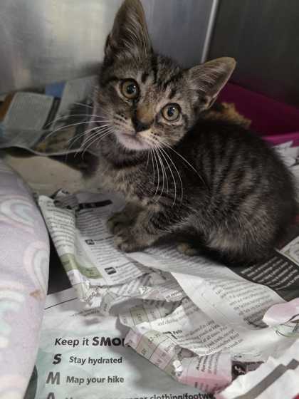 RATCHET - Domestic Shorthair / Mix available for adoption