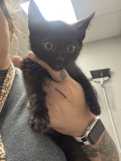 GARLIC BREAD - Domestic Shorthair / Mix available for adoption