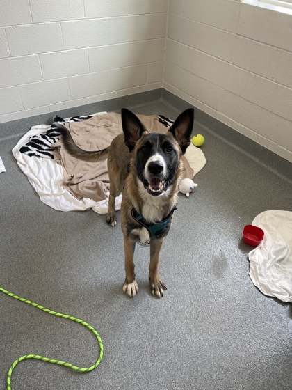 BALTO - German Shepherd / Mix available for adoption