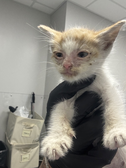 LILO - Domestic Shorthair / Mix available for adoption