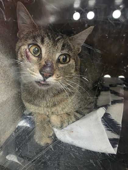 HAZARD - Domestic Shorthair / Mix available for adoption