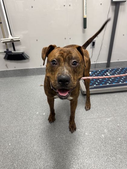 APOLLO - American Pit Bull Terrier / Mix available for adoption