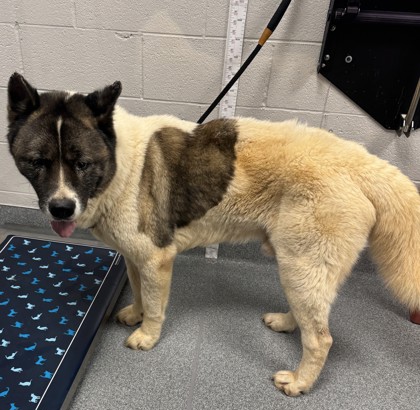 CHIEF - Akita / Mix available for adoption
