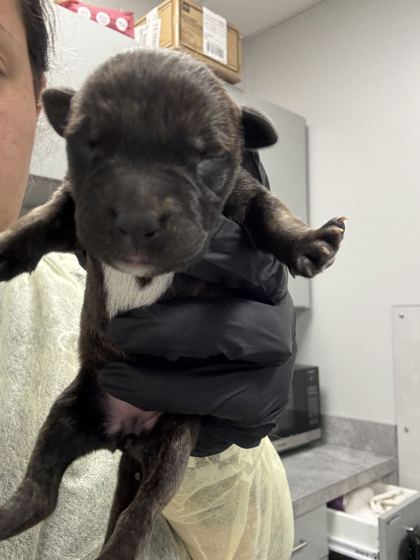 PETUNIA - Mixed Breed, Medium (up to 44 lbs fully grown) / Mix available for adoption