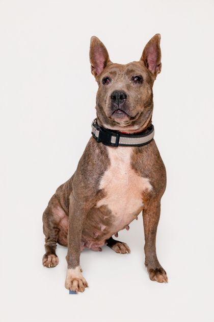 SYMPHONY - Xoloitzcuintli / Mix available for adoption