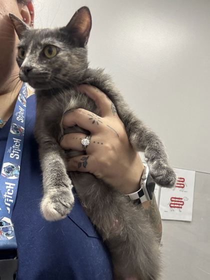 MARY ANN - Domestic Shorthair / Mix available for adoption