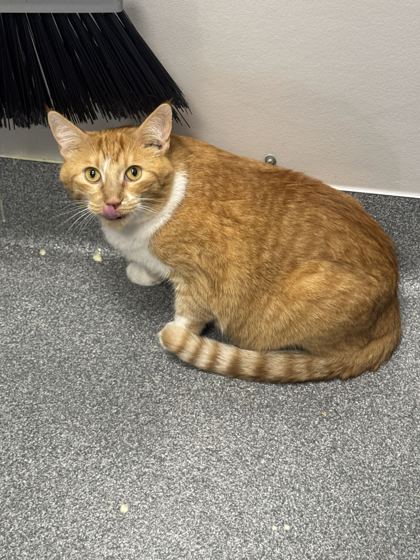 GARFIELD - Domestic Shorthair / Mix available for adoption