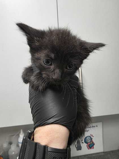 CHICAGO - Domestic Shorthair / Mix available for adoption