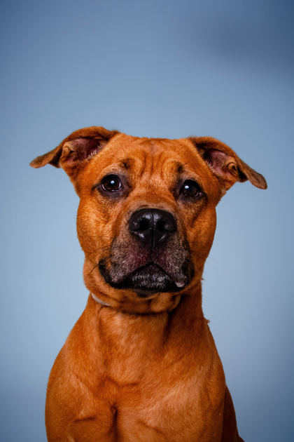 DRAVIN - Black-Mouth Cur / Mix available for adoption