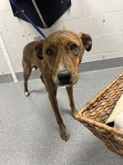 DELILAH - Mixed Breed, Medium (up to 44 lbs fully grown) / Mix available for adoption