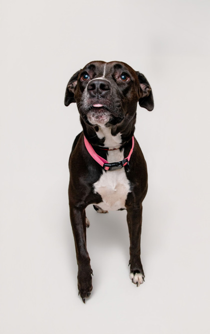 CHELLIE - Mixed Breed, Large (over 44 lbs fully grown) / Mix available for adoption
