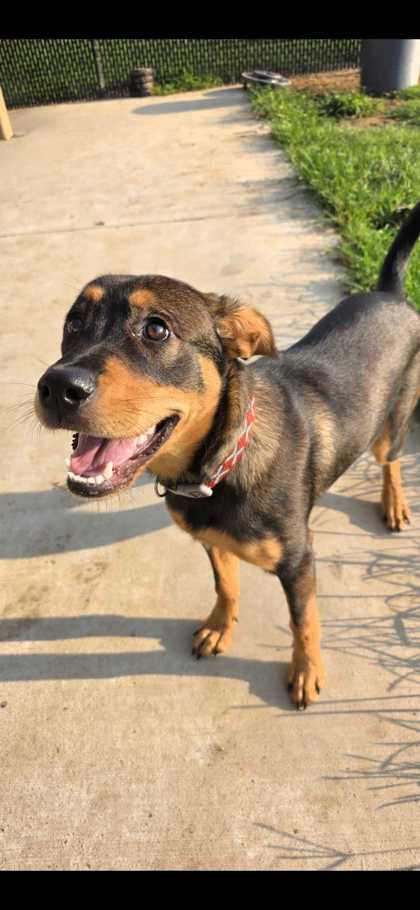CEASAR - Mixed Breed, Large (over 44 lbs fully grown) / Mix available for adoption