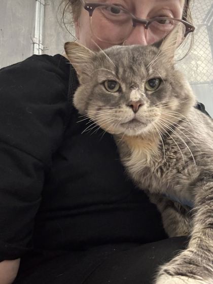 ASTRO - Domestic Shorthair / Mix available for adoption