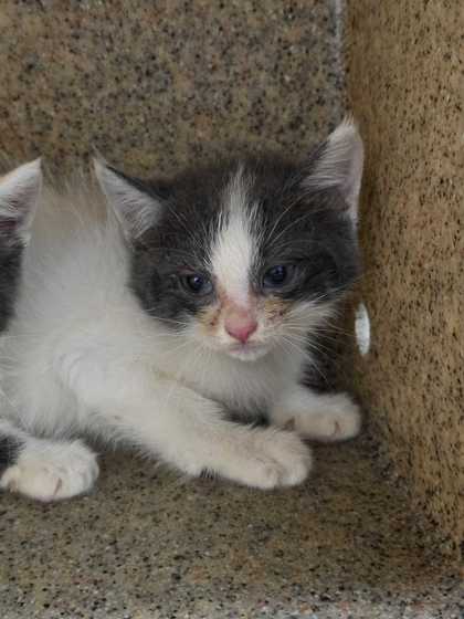 HYMN - Domestic Medium Hair / Mix available for adoption