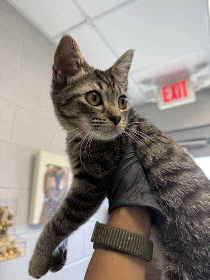 RATCHET - Domestic Shorthair / Mix available for adoption