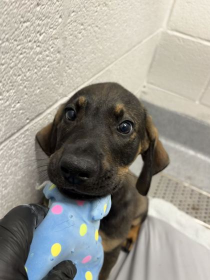 BEETLEJUICE - Hound / Mix available for adoption