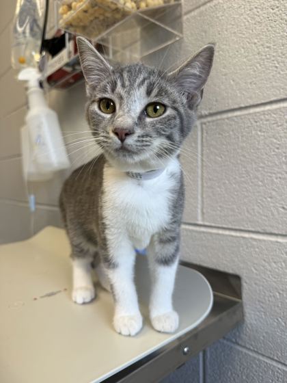 NADIA - Domestic Shorthair / Mix available for adoption