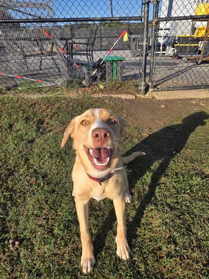 BOONANA - Smooth Collie / Mix available for adoption