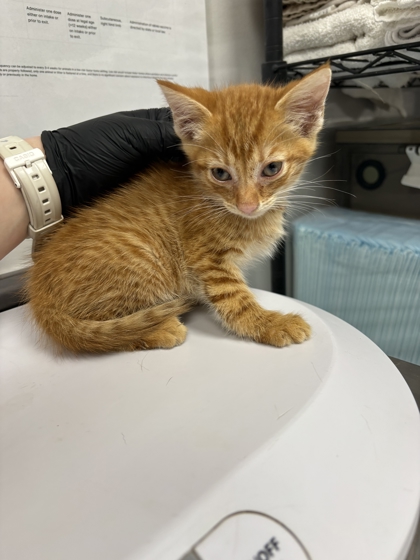 GUMMY BEAR - Domestic Shorthair / Mix available for adoption