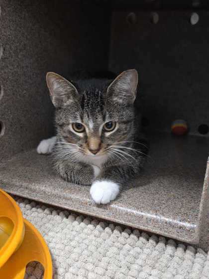 LAVA GIRL - Domestic Shorthair / Mix available for adoption