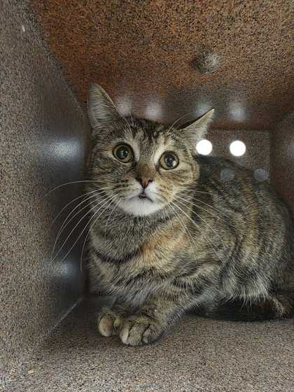 ROVI - Domestic Shorthair / Mix available for adoption