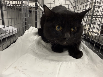 OTHELLO - Domestic Shorthair / Mix available for adoption
