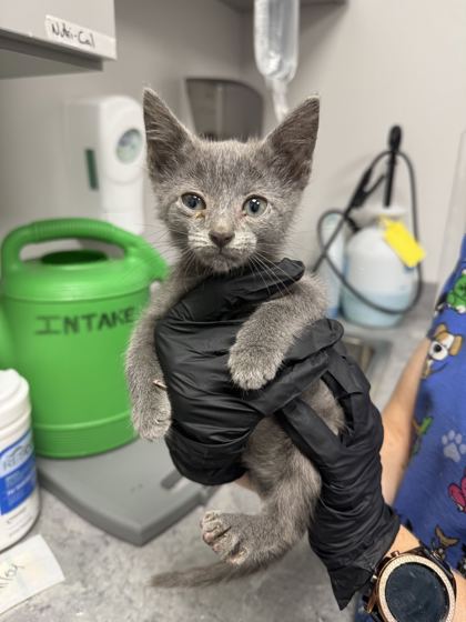 BILLY - Domestic Shorthair / Mix available for adoption