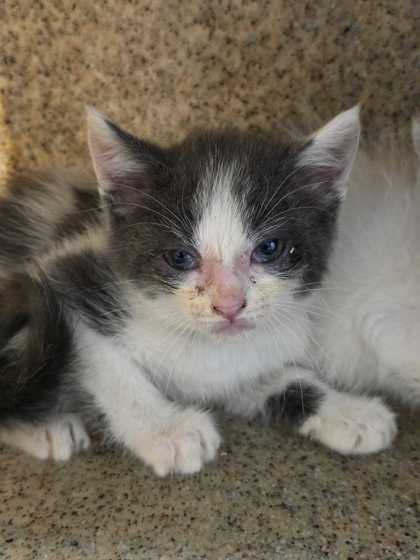 BALLAD - Domestic Medium Hair / Mix available for adoption