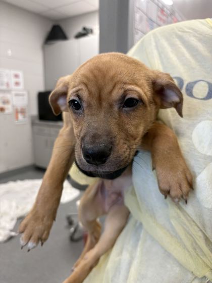 TANK - Short Coat Chihuahua / Mix available for adoption