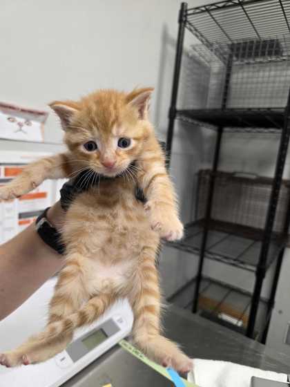 BIG BIRD - Domestic Shorthair / Mix available for adoption