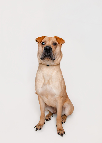 AREZ - Mixed Breed, Large (over 44 lbs fully grown) / Mix available for adoption