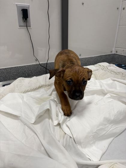 ELLIE MAE - Short Coat Chihuahua / Mix available for adoption