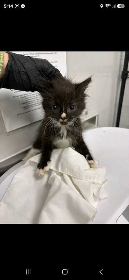 RUFFNUT - Domestic Shorthair / Mix available for adoption
