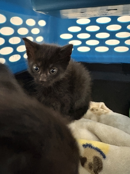 SLASH - Domestic Shorthair / Mix for adoption in Knoxville