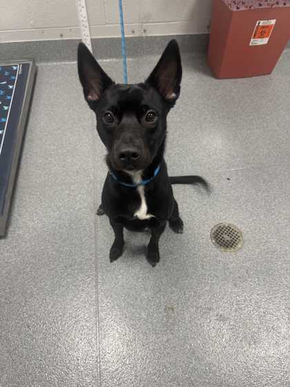 CHLOE - Border Collie / Mix available for adoption