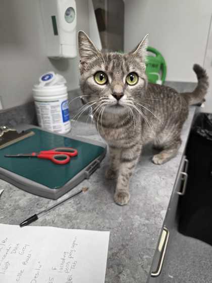 DESILU - Domestic Shorthair / Mix available for adoption