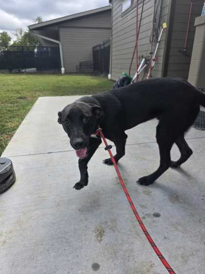 BRAD - Labrador Retriever / Mix available for adoption