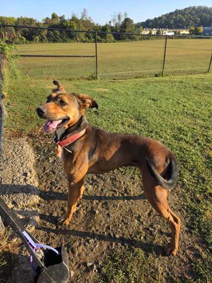 GINGER - German Shepherd / Mix available for adoption