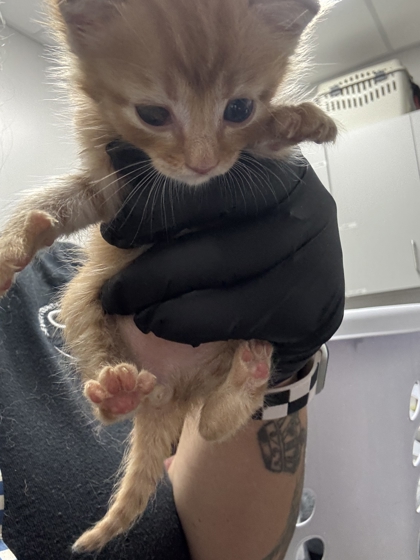 LIL DICKY - Domestic Shorthair / Mix available for adoption