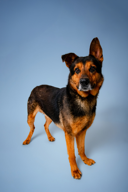 MIGHTY MOE - German Shepherd / Mix available for adoption