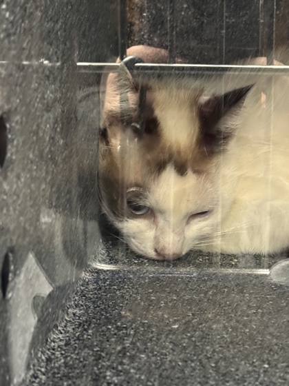 BOBBY JOE - Domestic Shorthair / Mix available for adoption