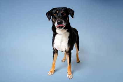 STITCH - Shepherd / Mix for adoption in Knoxville