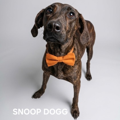 SNOOP DOGG - Plott Hound / Mix available for adoption