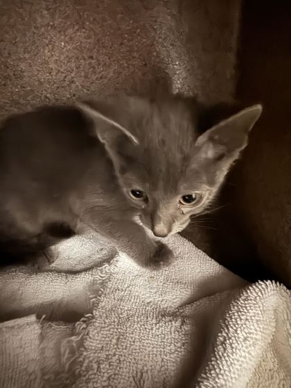 GINGER - Domestic Shorthair / Mix available for adoption