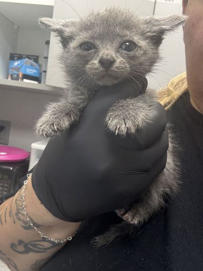 BOO-LISSA - Domestic Shorthair / Mix available for adoption