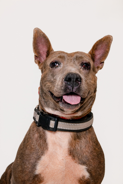 SYMPHONY - Xoloitzcuintli / Mix available for adoption